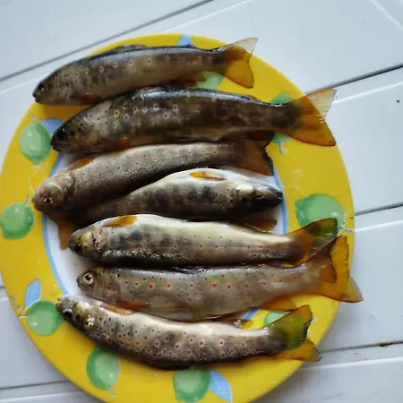 Lou Camparol * Saint-Maurice-de-Ventalon