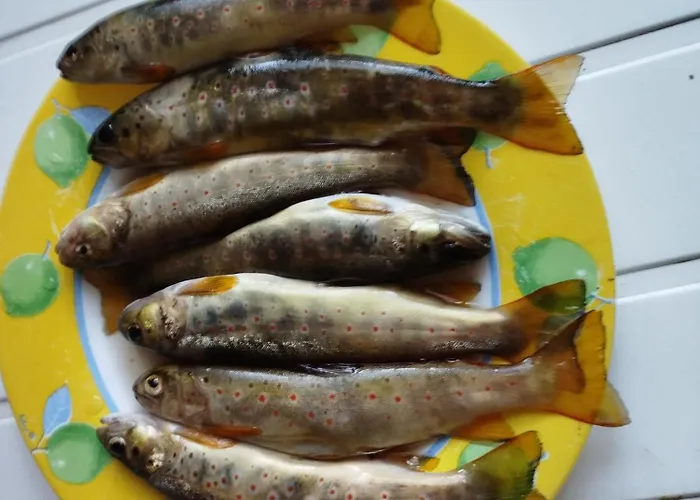 Lou Camparol * Saint-Maurice-de-Ventalon